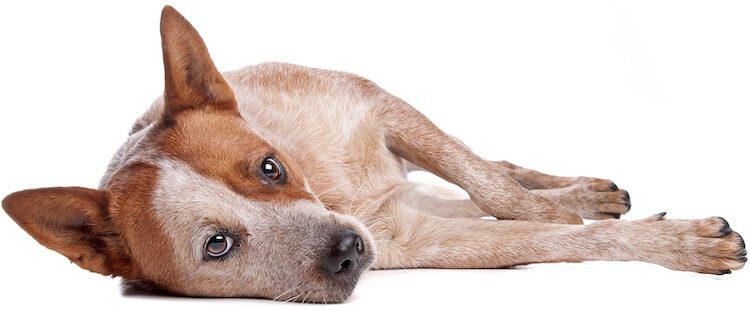 Red Heeler Lying Down