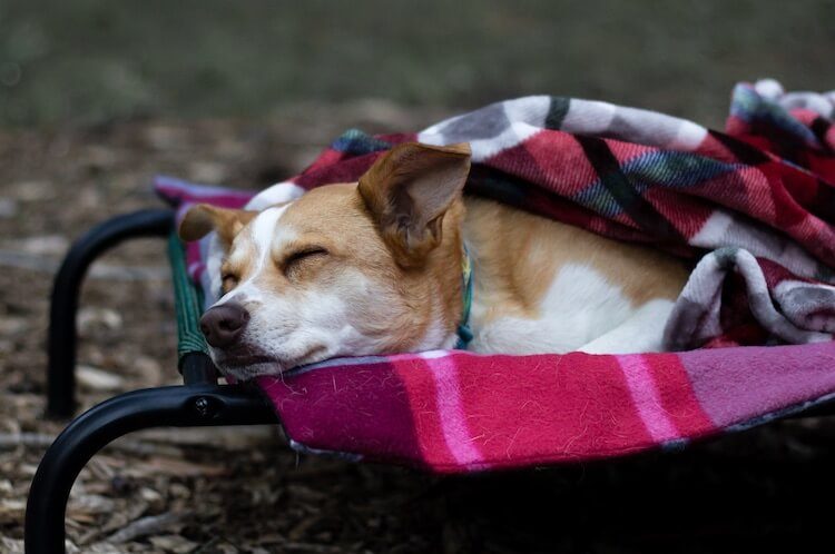 Red Heeler Puppy