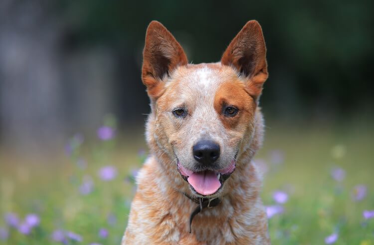 red heeler kelpie mix