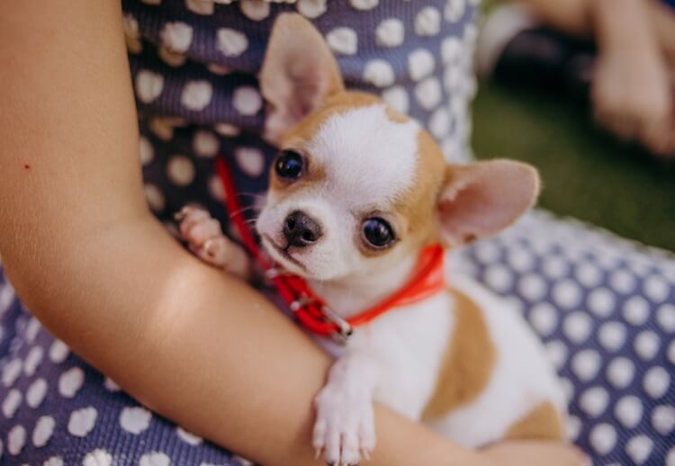 Teacup Chihuahua Feature
