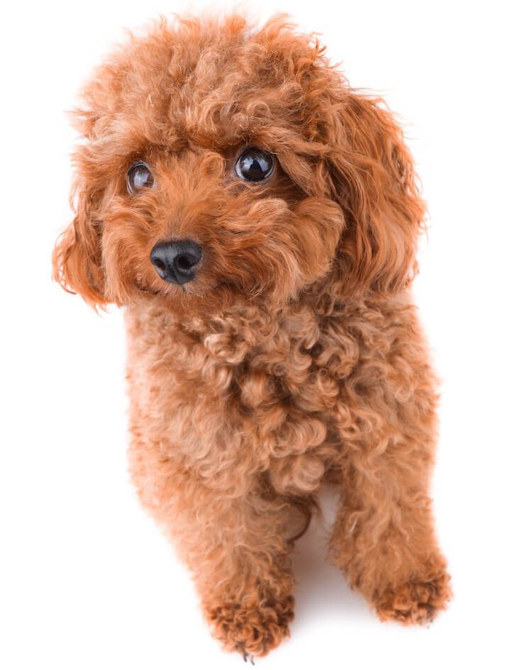 height of a toy poodle