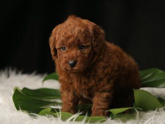 Teacup Poodle Feature