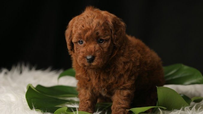 Teacup Poodle Feature