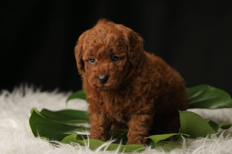 Standard Poodle Growth Chart Weight