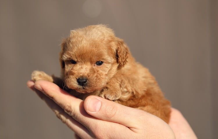 baby poodle puppies