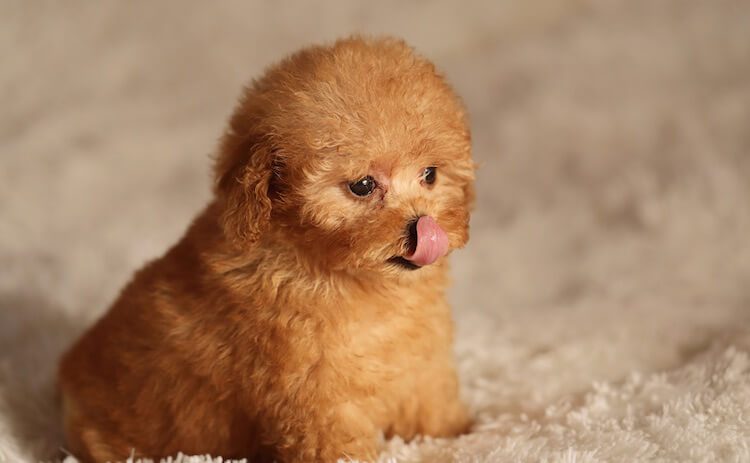 tiny la toy teacup poodles