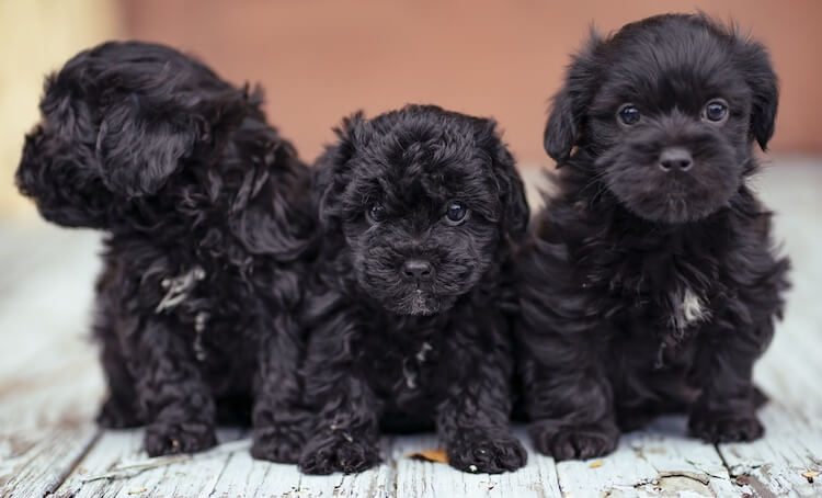 Three Teacup Poodle Puppies