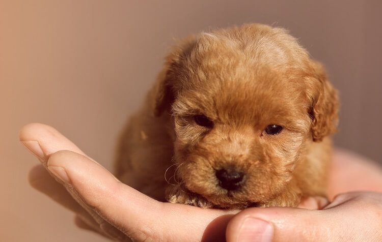 Teacup Poodle Weight Chart