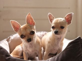 Two cute mini chihuahua dogs in bed