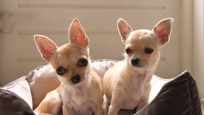 Two cute mini chihuahua dogs in bed