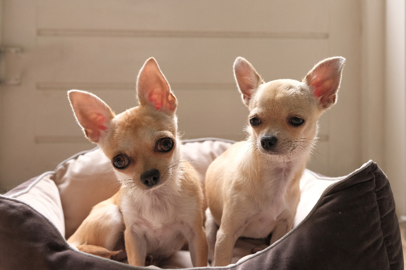 do teacup chihuahuas live long