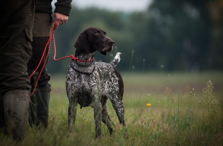 Unique Hunting Dog Names