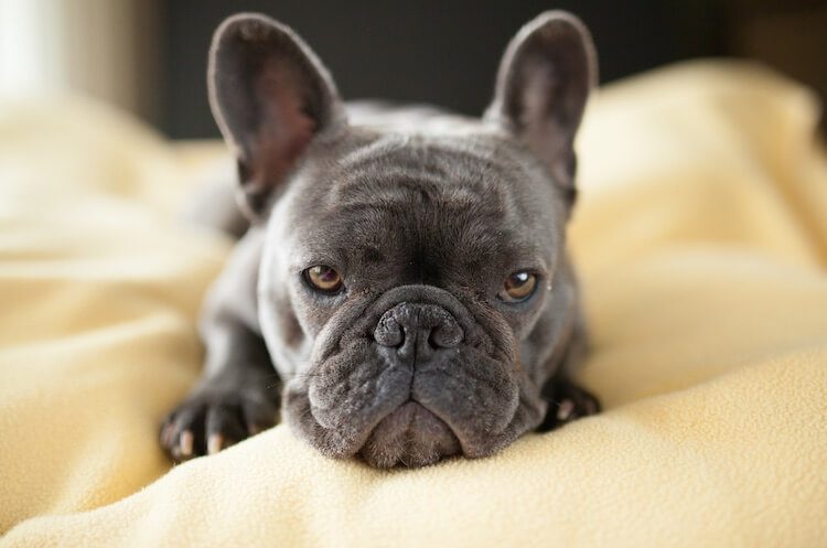 99+ Black French Bulldog Puppy Price