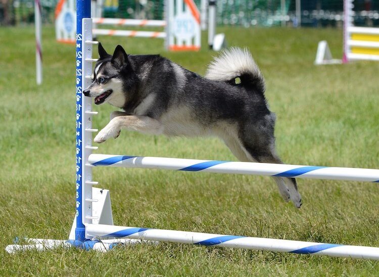 Alaskan Klee Kai Agility Class