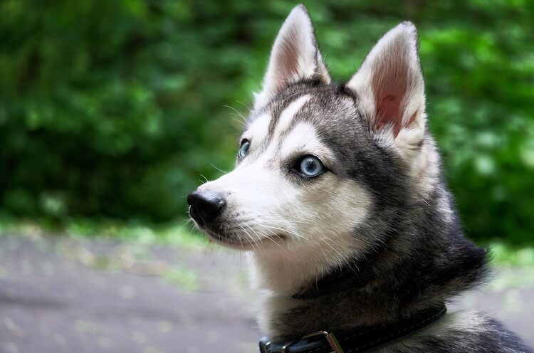 Alaskan Klee Kai Appearance