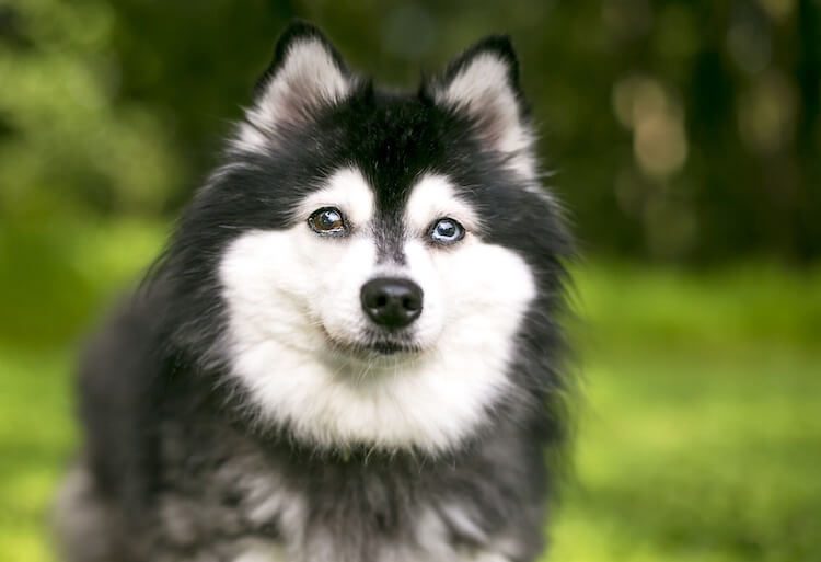 Alaskan Klee Kai Blue and Brown Eyes