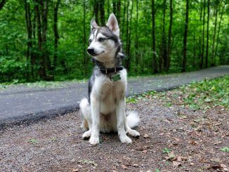 Alaskan Klee Kai Dog