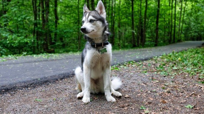 Alaskan Klee Kai Dog