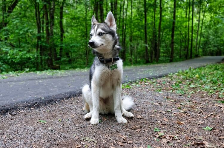 alaskan klee kai german shepherd mix