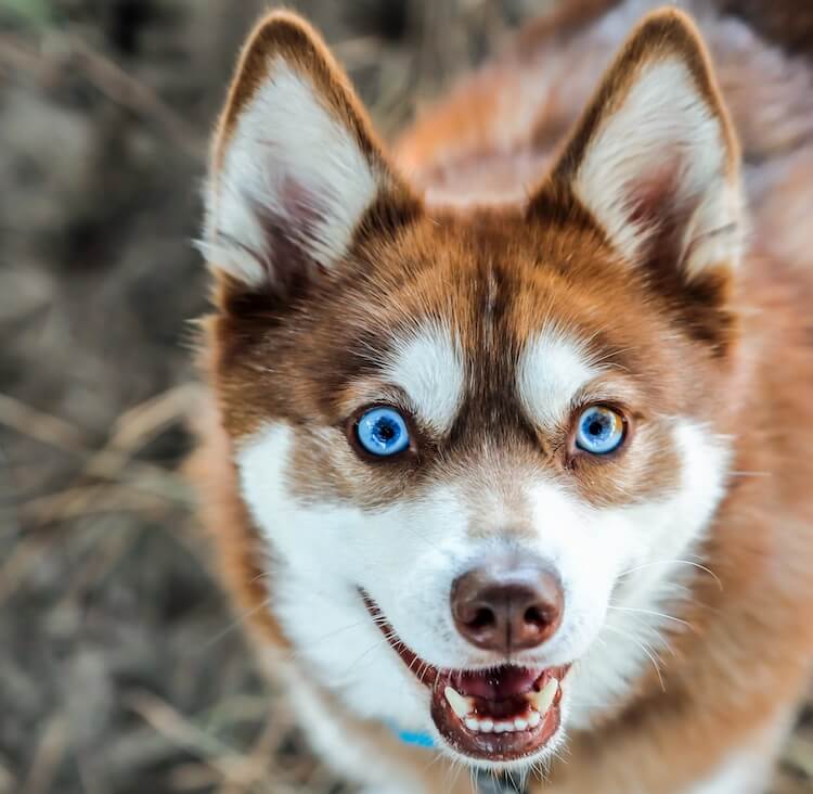 Alaskan Klee Kai Face