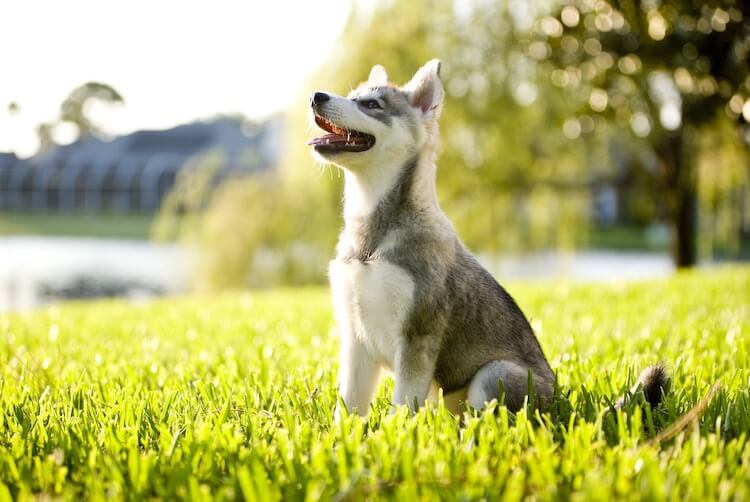 Alaskan Klee Kai Puppy