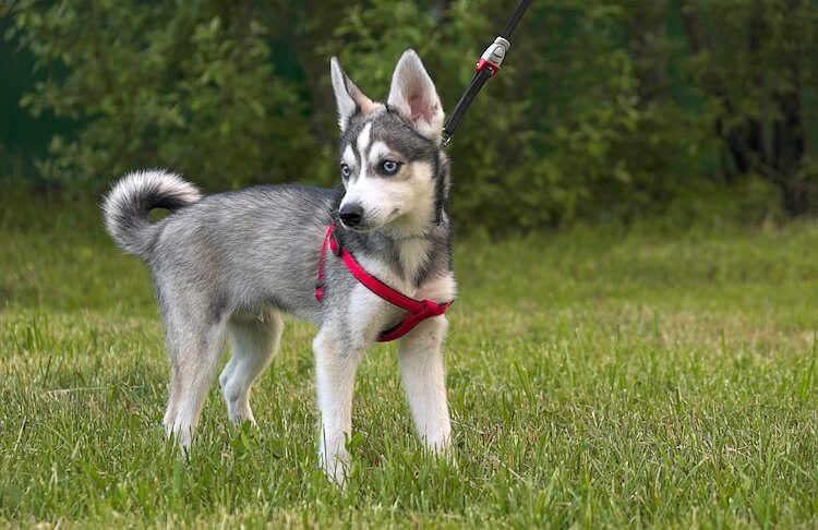 Alaskan Klee Kai Walking Outside