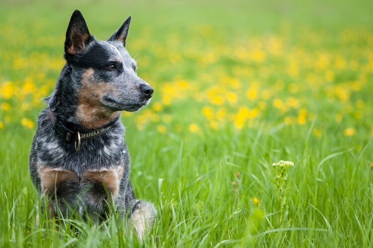 aloof dog breeds