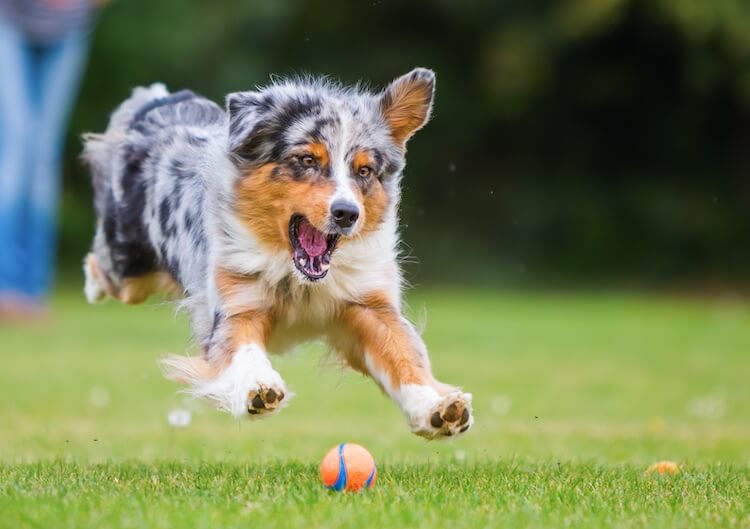 australian shepherd mixed with husky