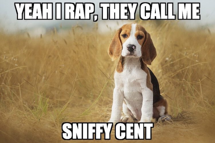 Beagle Dog Meme