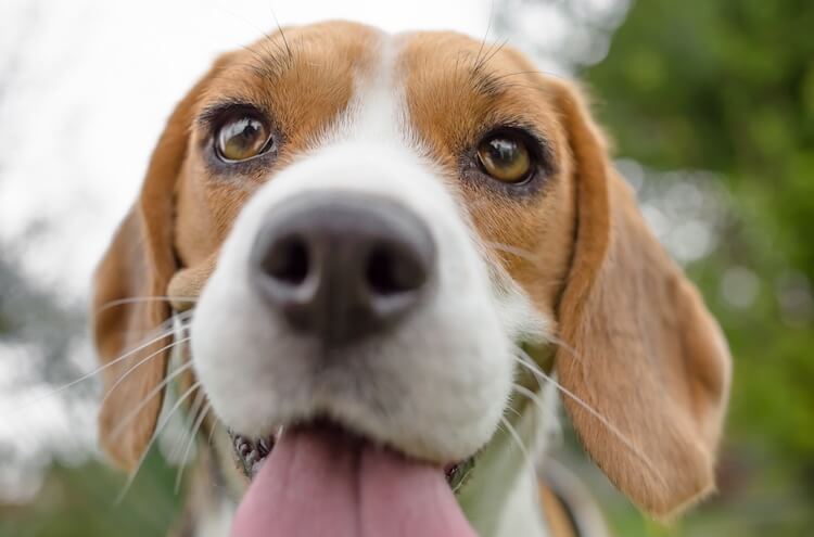Beagle Face