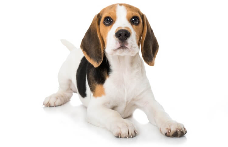 Beagle