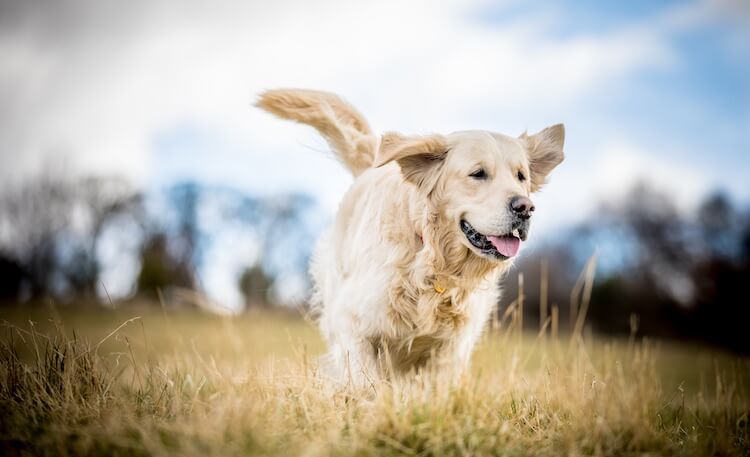 Best Golden Retriever Names