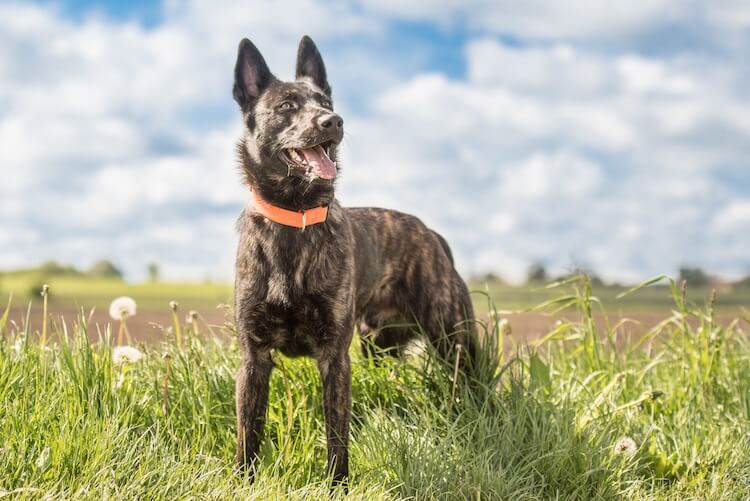 Blue German Shepherd Dog