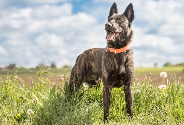 Blue German Shepherd Feature