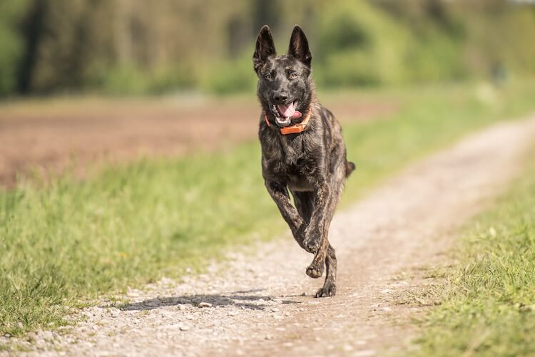 Blue German Shepherd Running