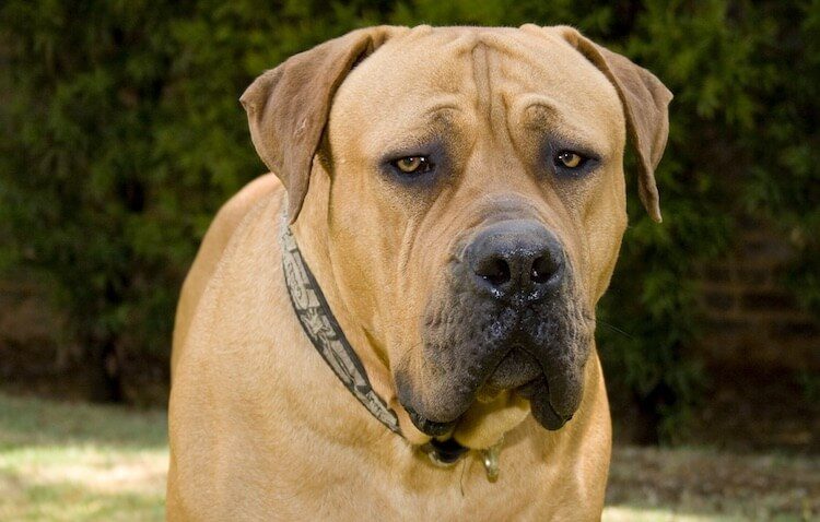 Boerboel Appearance