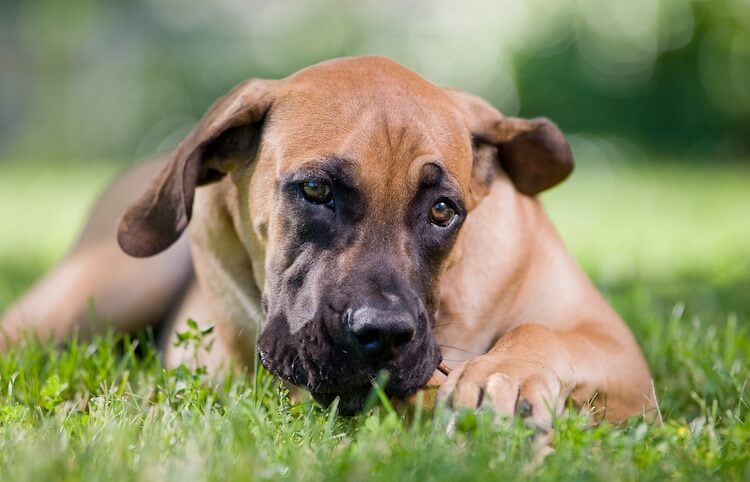 Boerboel Eating