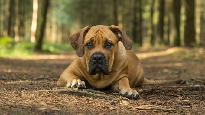 Boerboel Feature