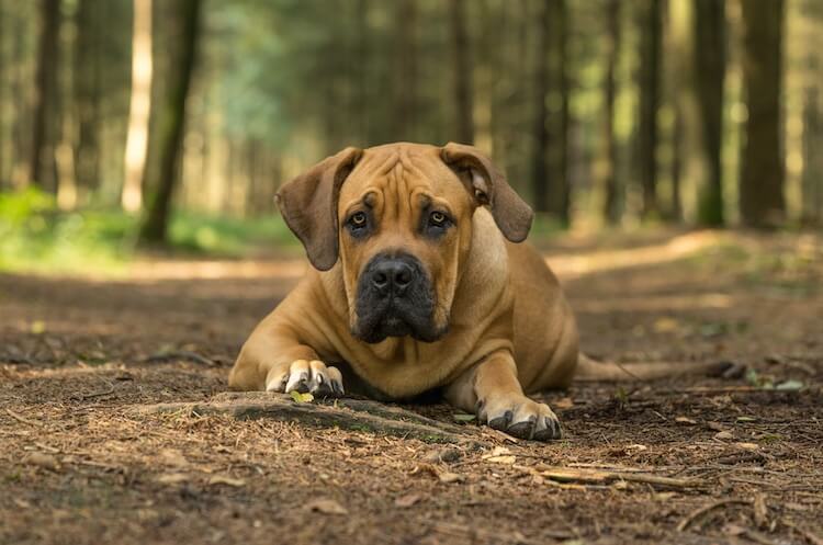 How fast can a boerboel sales run