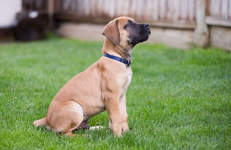 Boerboel Puppy