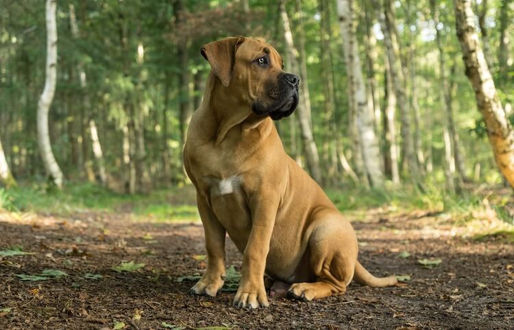 Boerboel Sitting