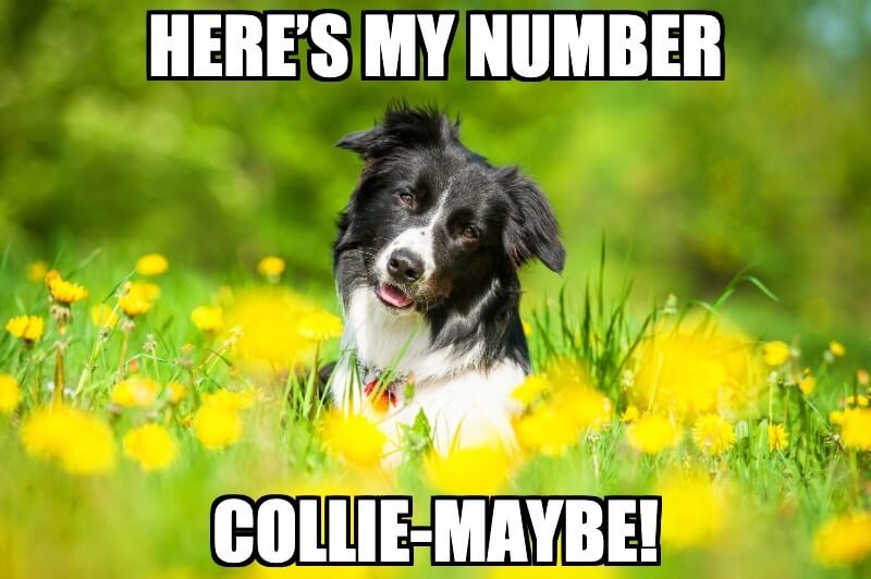 Border Collie Dog Joke