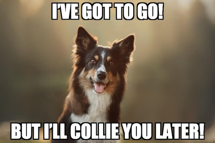 Border Collie Joke