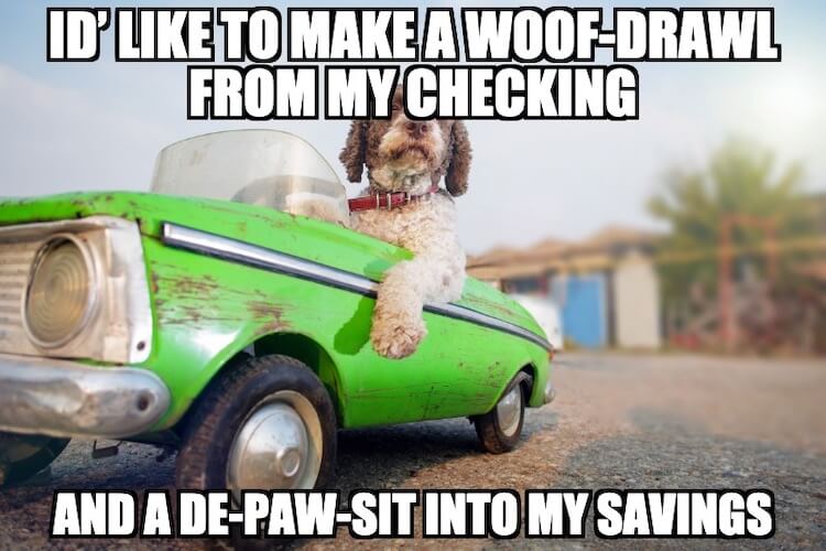 Car Dog Meme