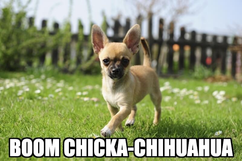 55+ Dog Chihuahua Meme Face