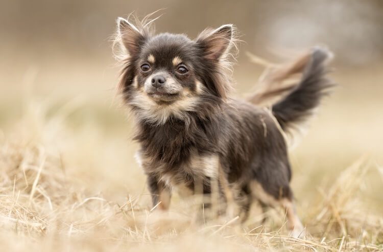 Chihuahua Dog Portrait