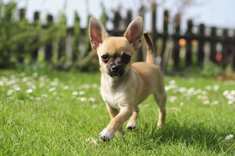 Chihuahua Dog Walking