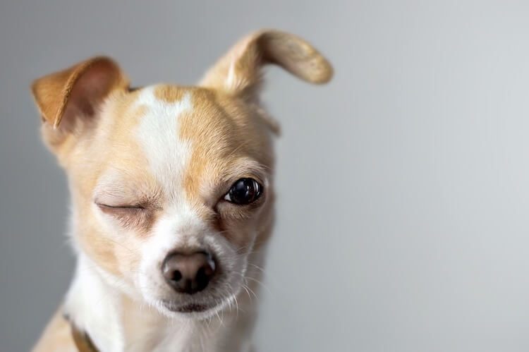 Chihuahua Winking