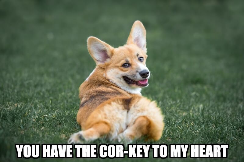 Corgi Heart Meme