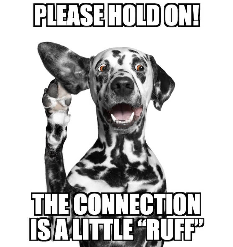 Dalmation Dog Joke